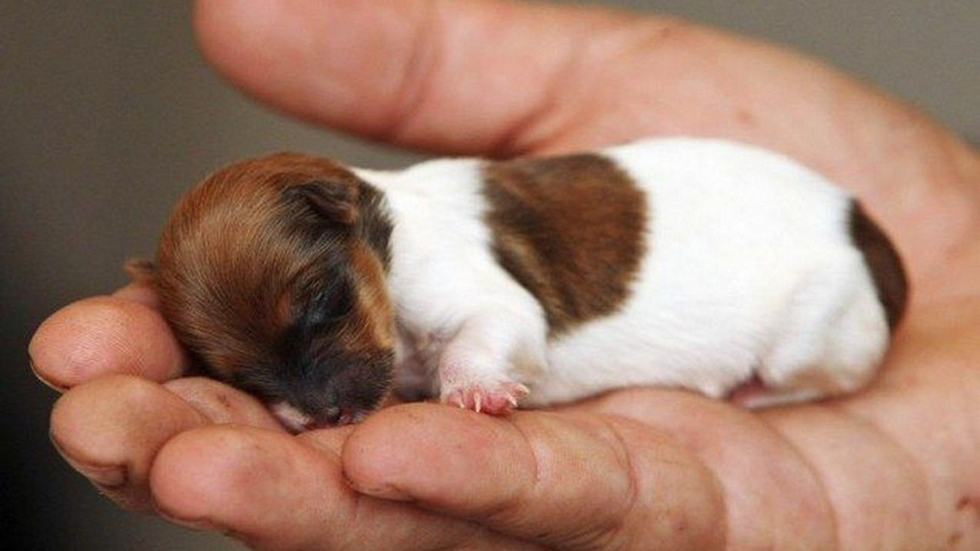 Puppy in hand 1080P 2K 4K 5K HD wallpapers free download  Wallpaper  Flare