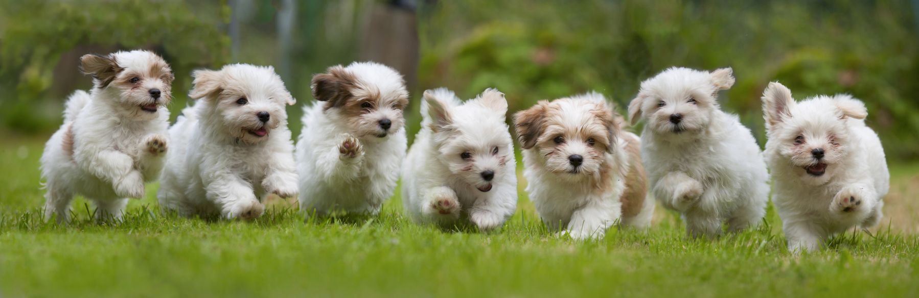 Tiny Puppies That Are The Perfect Fit for Your Tiny House Dog Photo