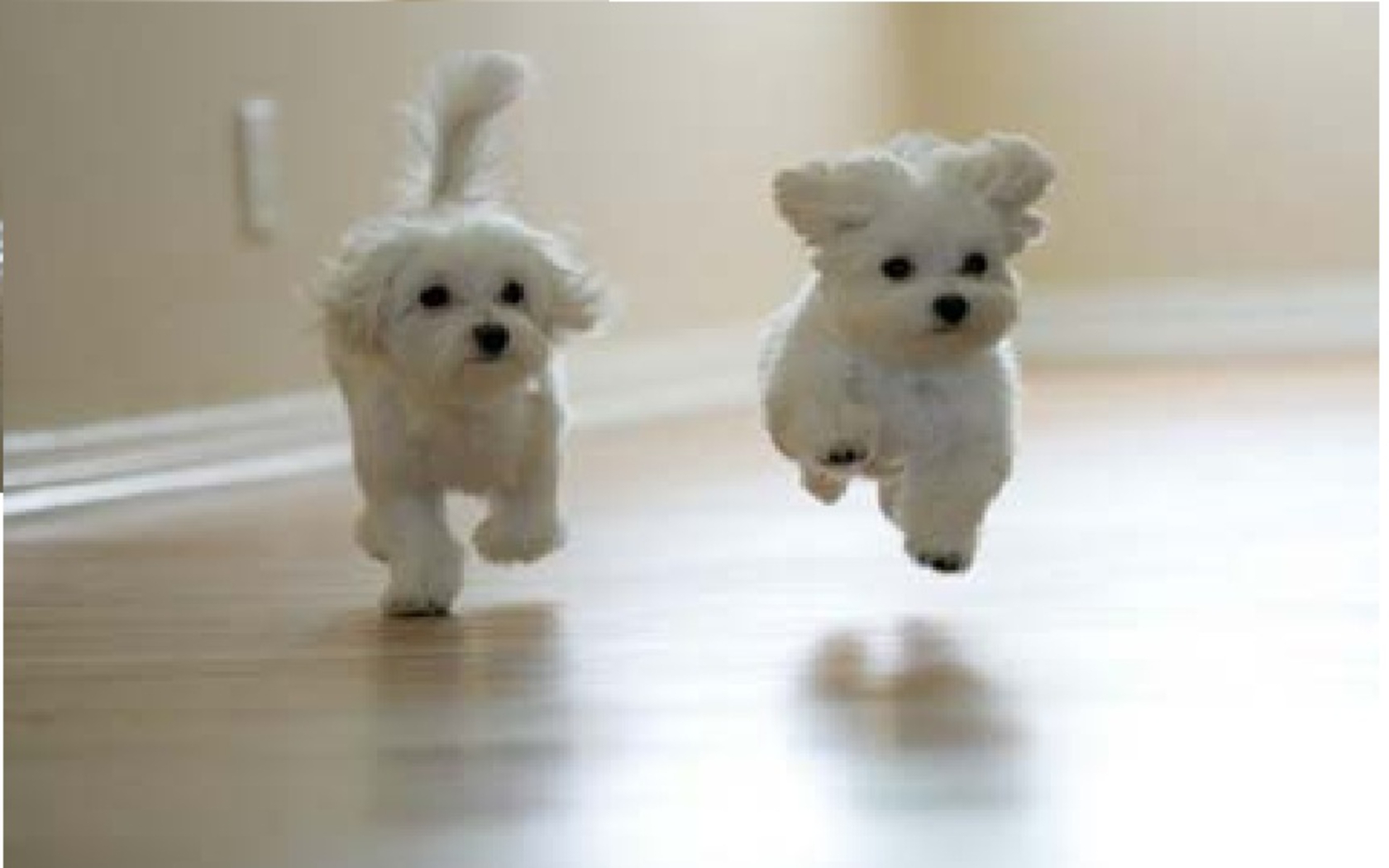 Funny dogs running. Download Cute Dog Wallpaper