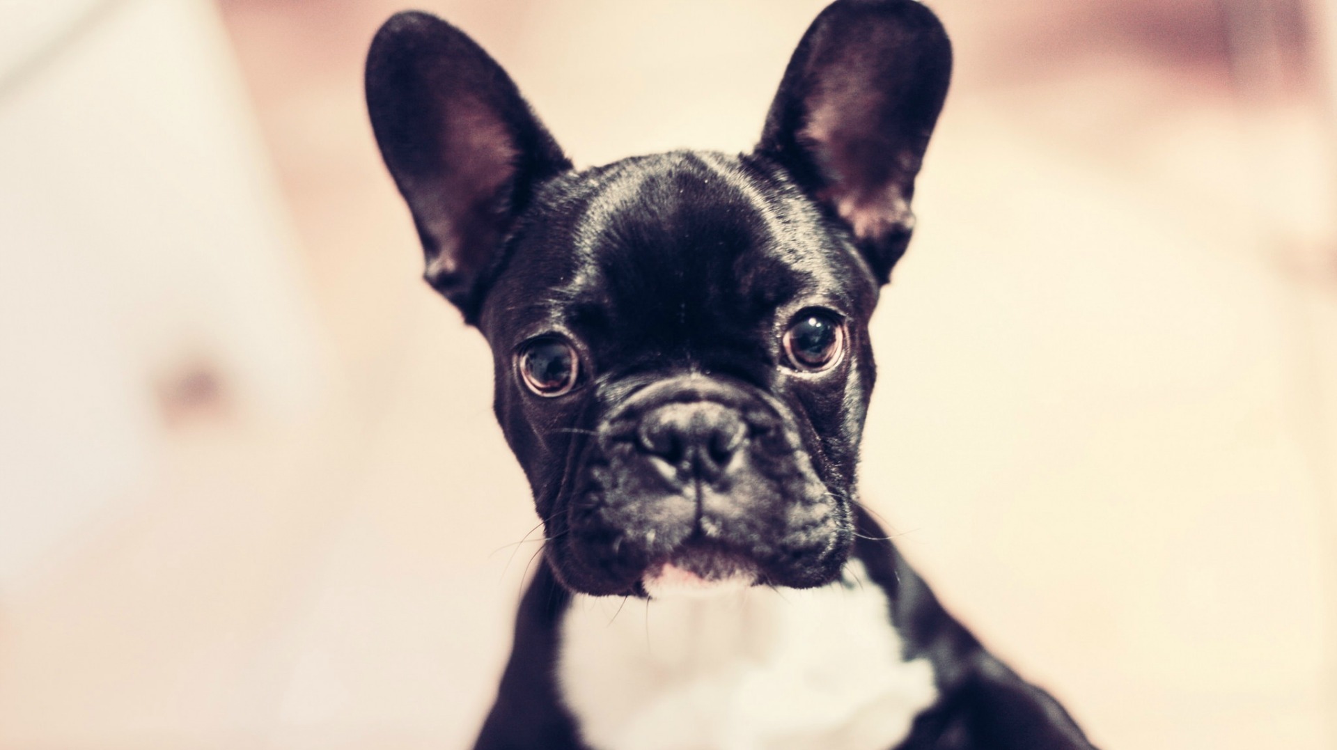 Little Dog Names That'll Give Your Mini Pup Some Serious Swagger