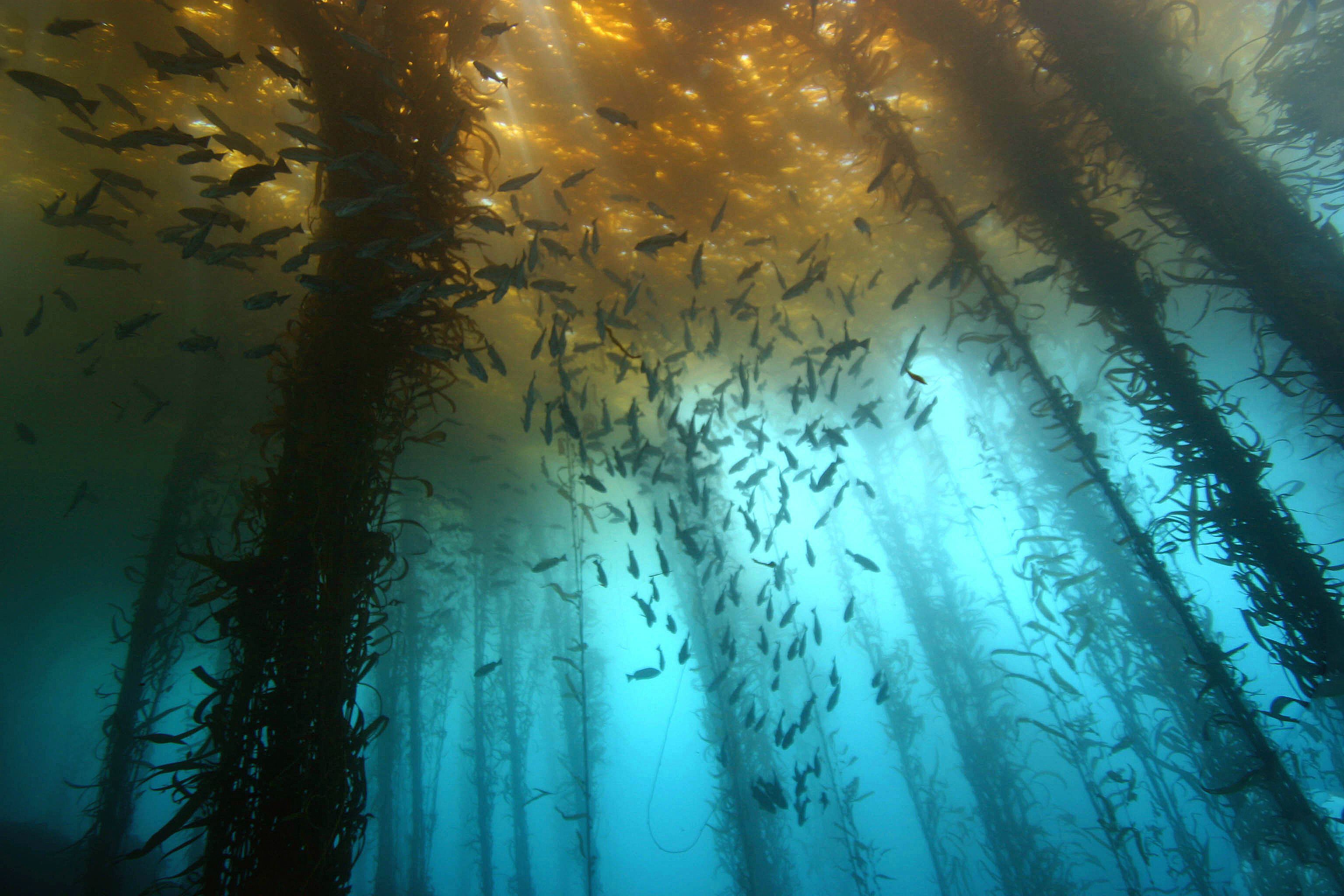 Underwater Forest Wallpaper Free Underwater Forest Background