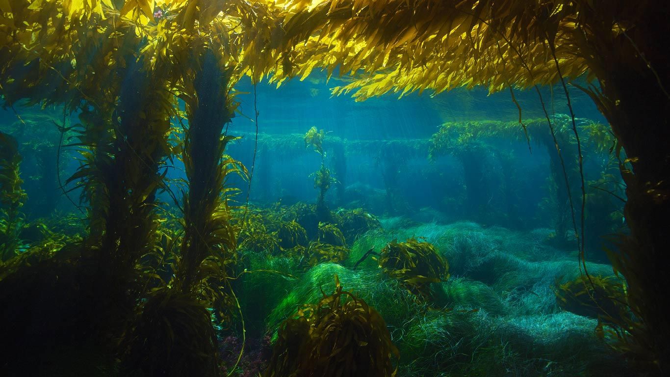 Bing Wallpaper. Kelp forest, San clemente island, Scenery picture