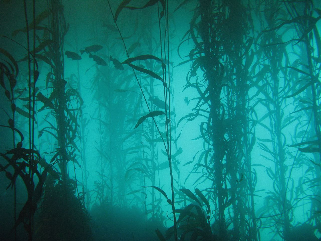 Kelp Forest. Kelp forest, Mermaid aesthetic, Underwater
