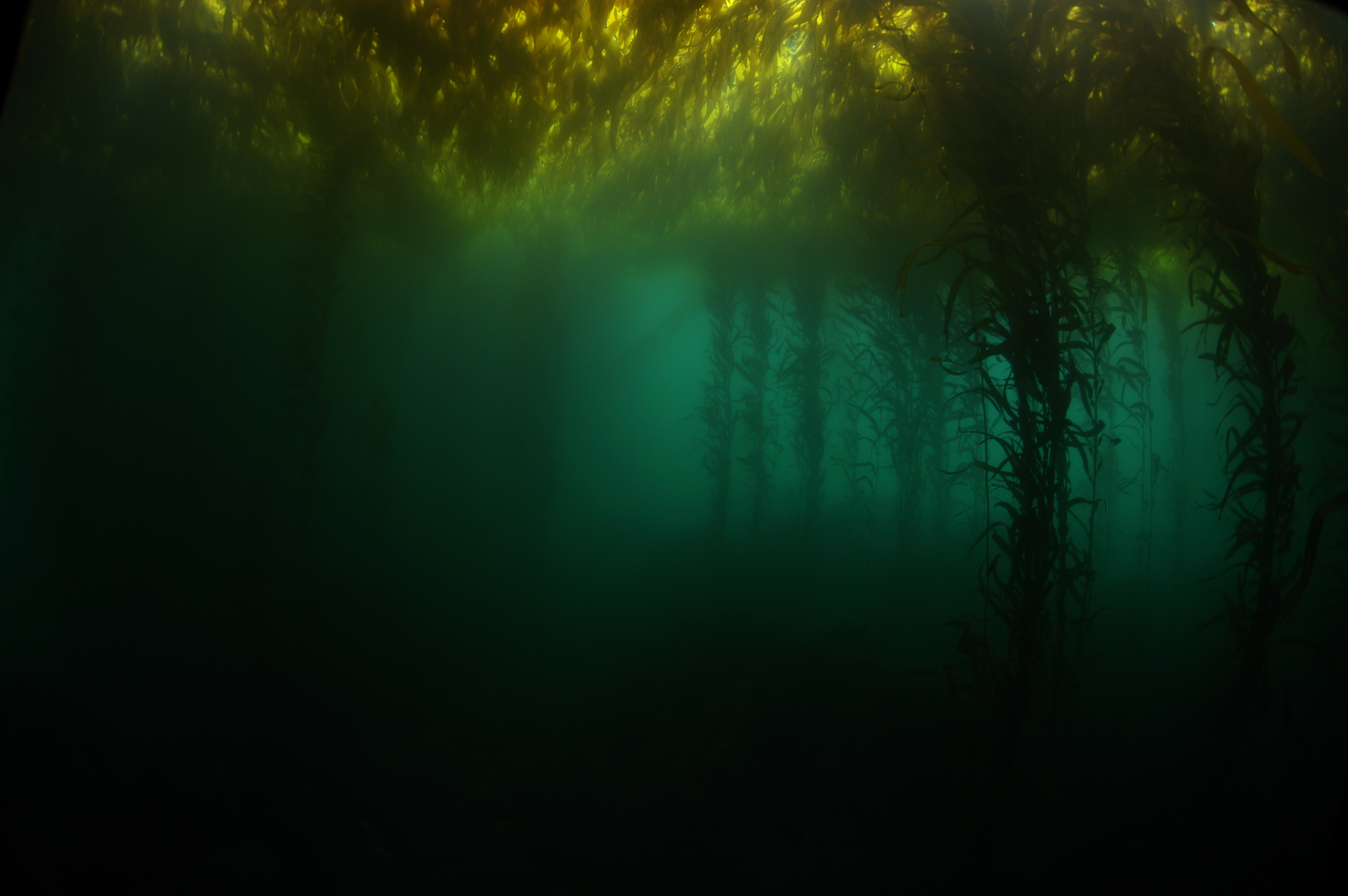 Kelp Forest HD Wallpaper