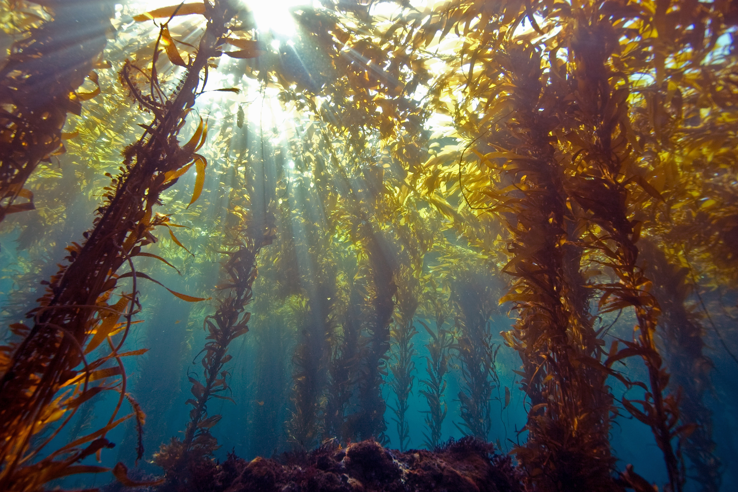 Kelp Forest Blue Planet HD Wallpaper