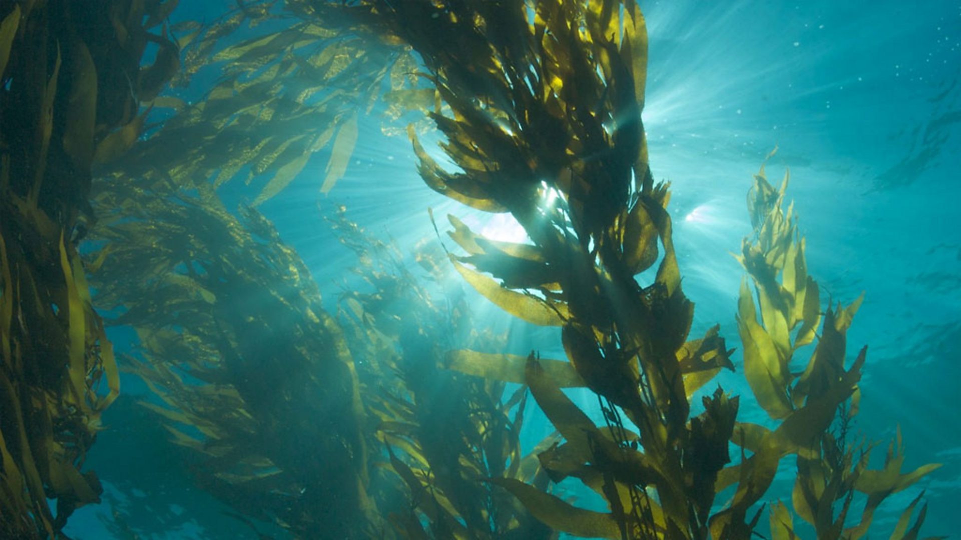 BBC One Blue Live° diving exploration of a kelp forest aquarium