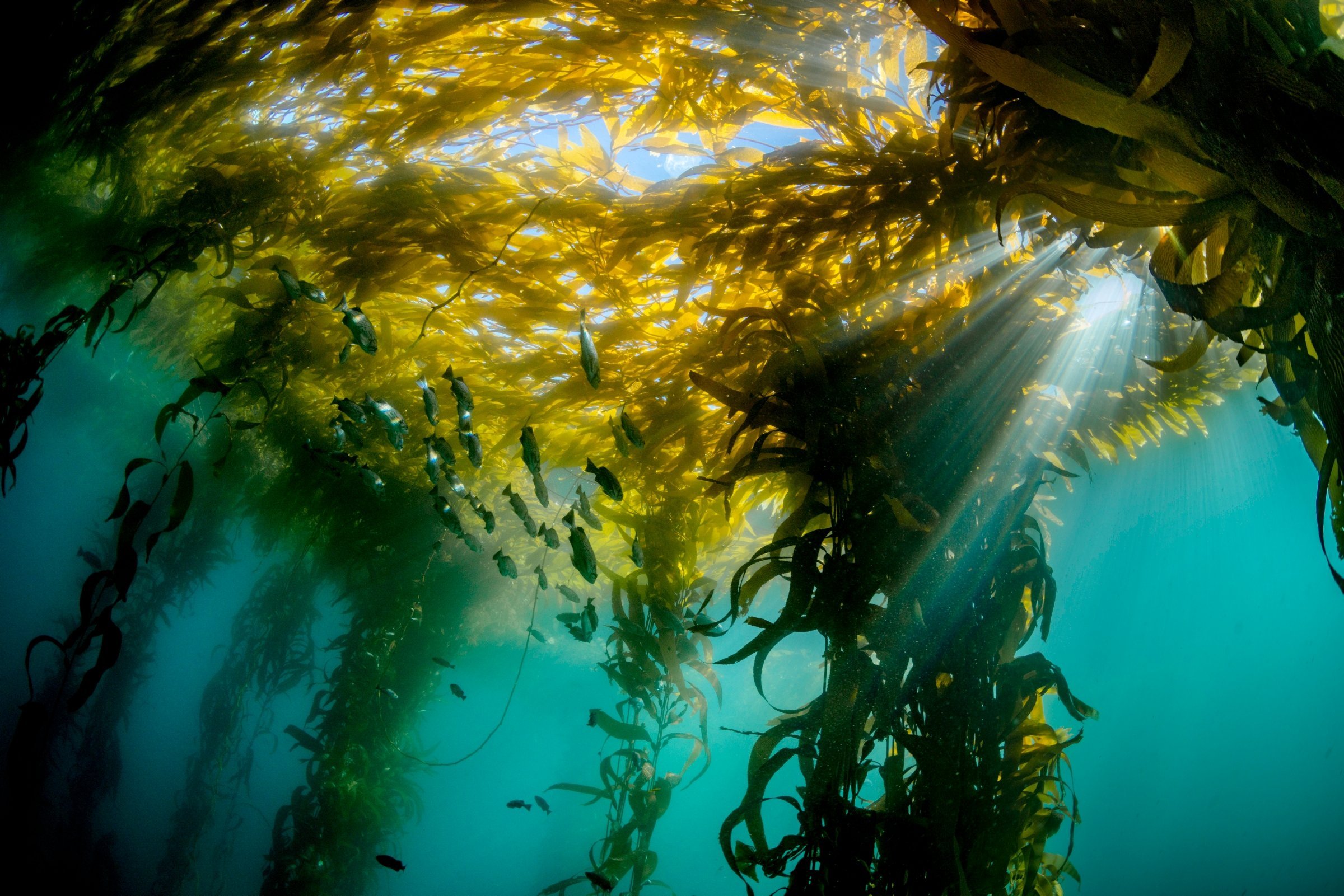 Kelp forest. Habitat. Monterey Bay Aquarium