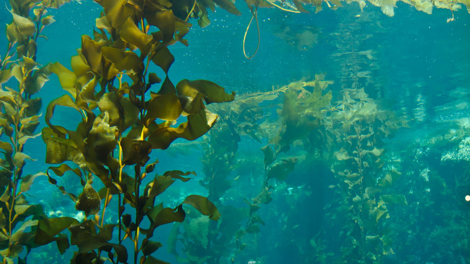 A 'Perfect Storm' Is Destroying California's Coastal Kelp Forests