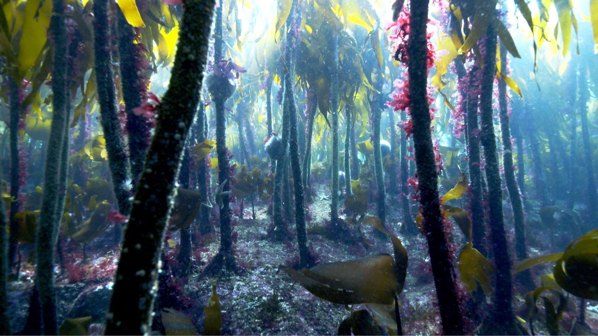 David Attenborough: Save Sussex's magical kelp forests