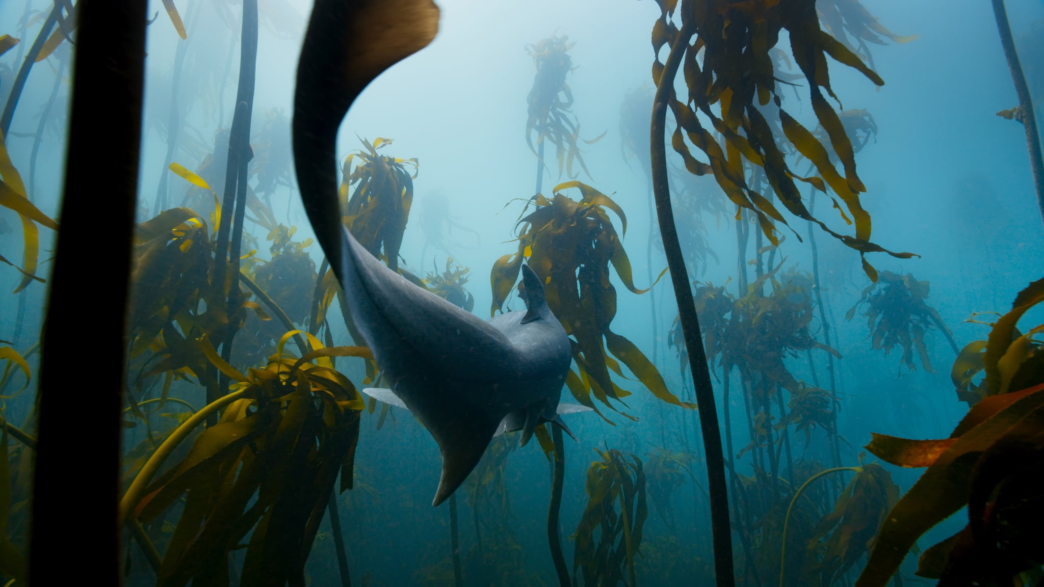 A sevengill shark hunting in a South African kelp forest. Photo From Planet Earth: Blue Planet II That Will Remind You to Give Props to Mother Nature. POPSUGAR News Photo 20