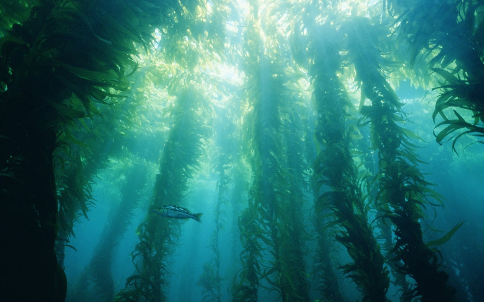 Southern California's Kelp Forests: Fall 2015 Final Project