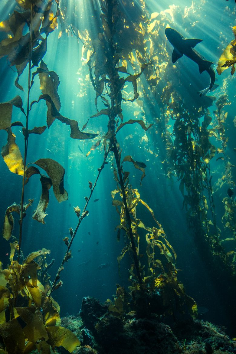 ahhh. Underwater world, Underwater photography, Ocean life