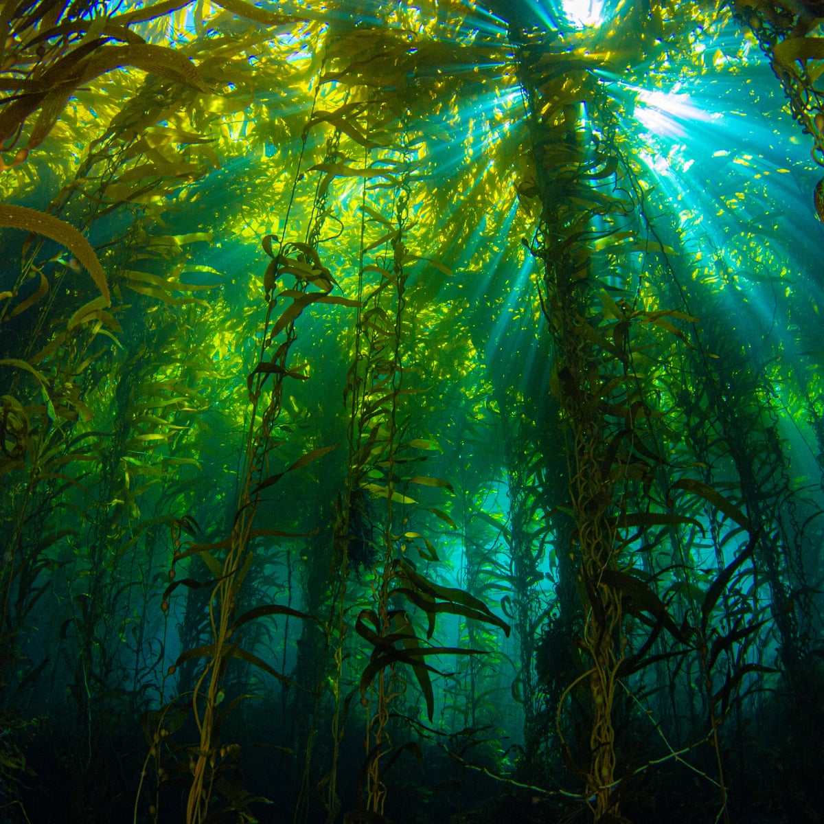 Plantwatch: kelp