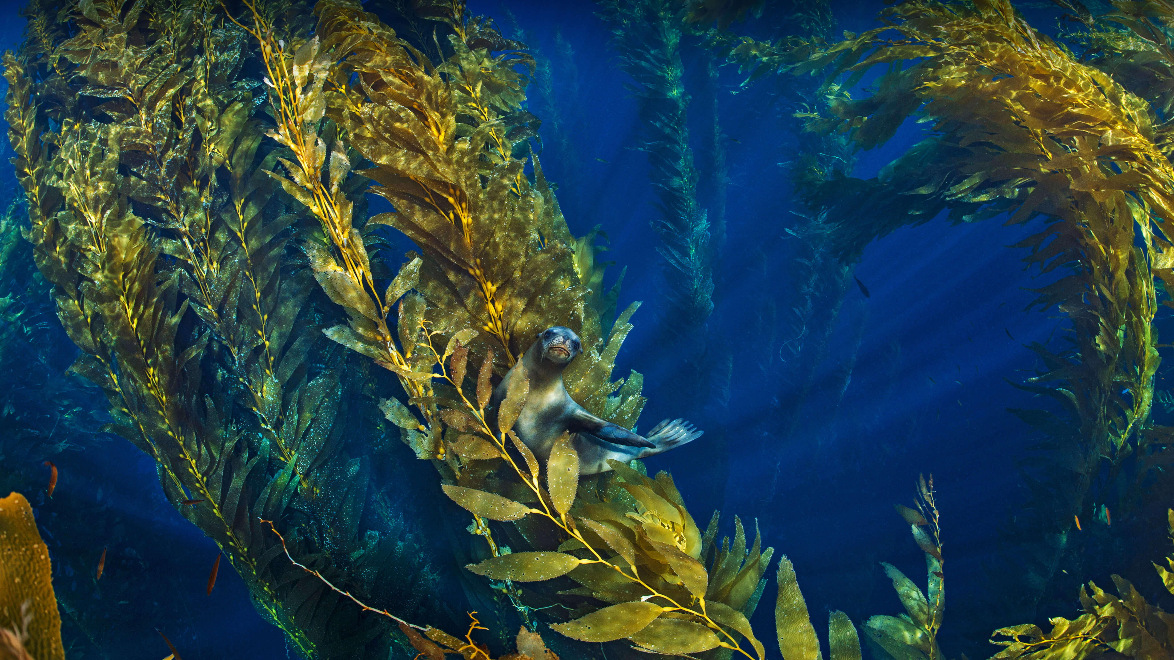 Who's hiding in the kelp?