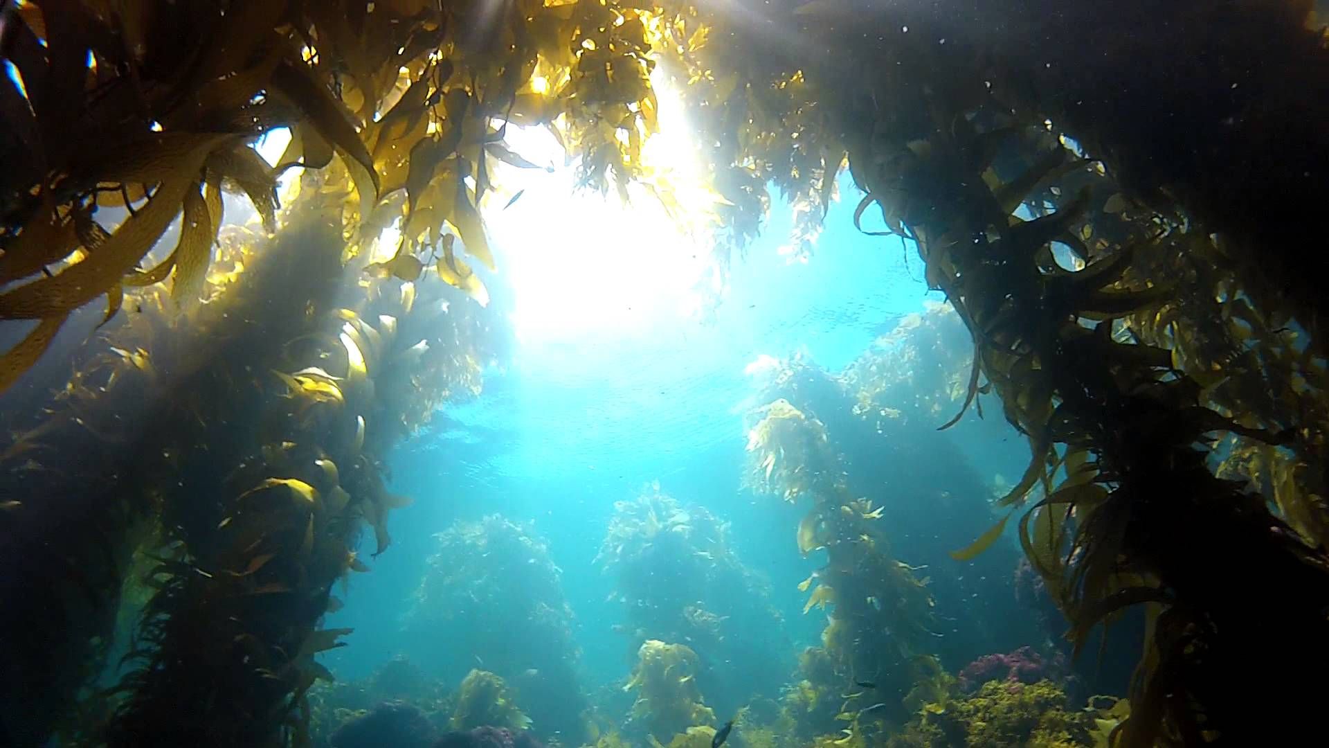 Kelp forest, Trees to plant, Forest