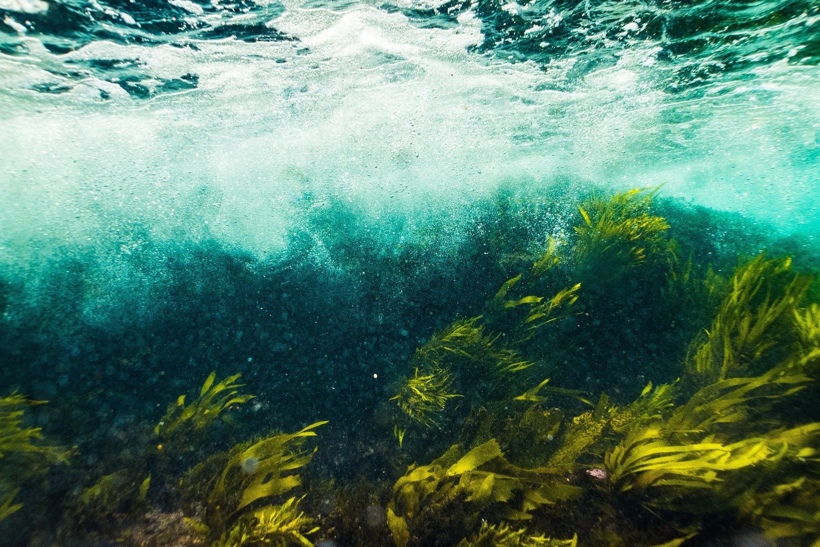 Kelp Forests: Trees Underwater Tree Planted