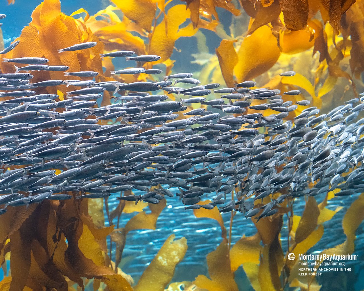 Anchovies in the Kelp Forest. Wallpaper. Monterey Bay Aquarium