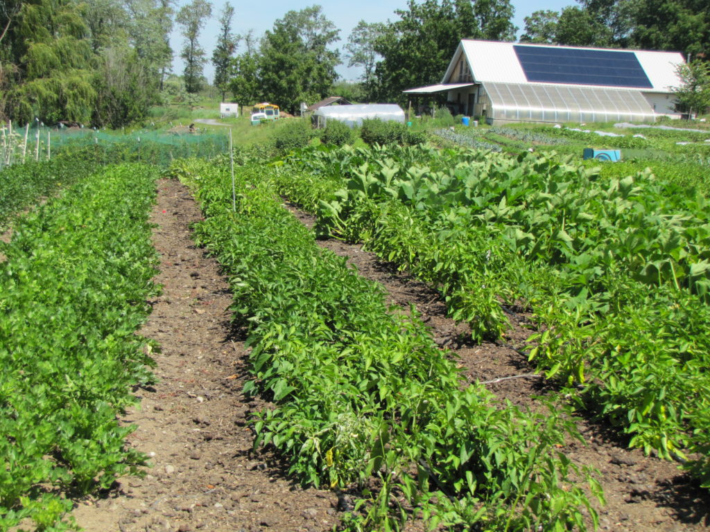 No Till, Permanent Beds for Organic Vegetables Small Farms