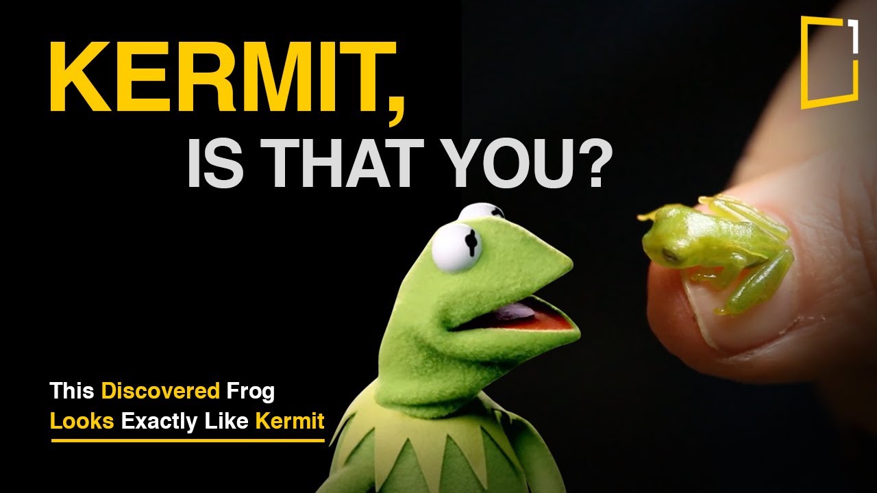 Scientists Discover Real Life Kermit The Frog In Costa Rica