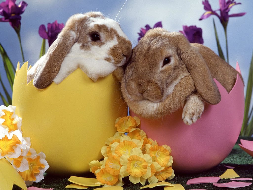 Happy Easter Pets and Animals Wallpaper