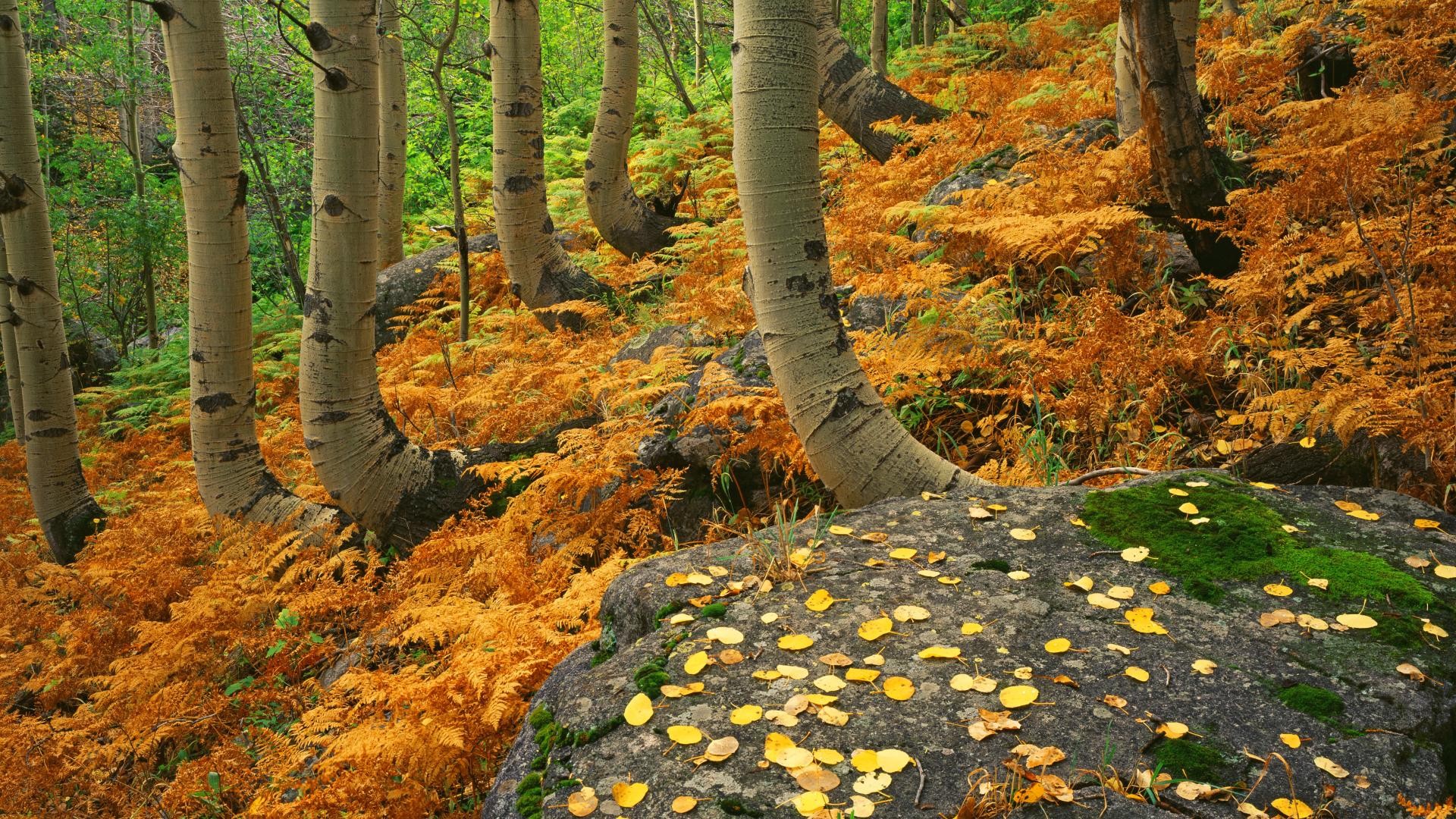 Landscapes autumn Colorado ferns National Park rocky wallpaperx1080