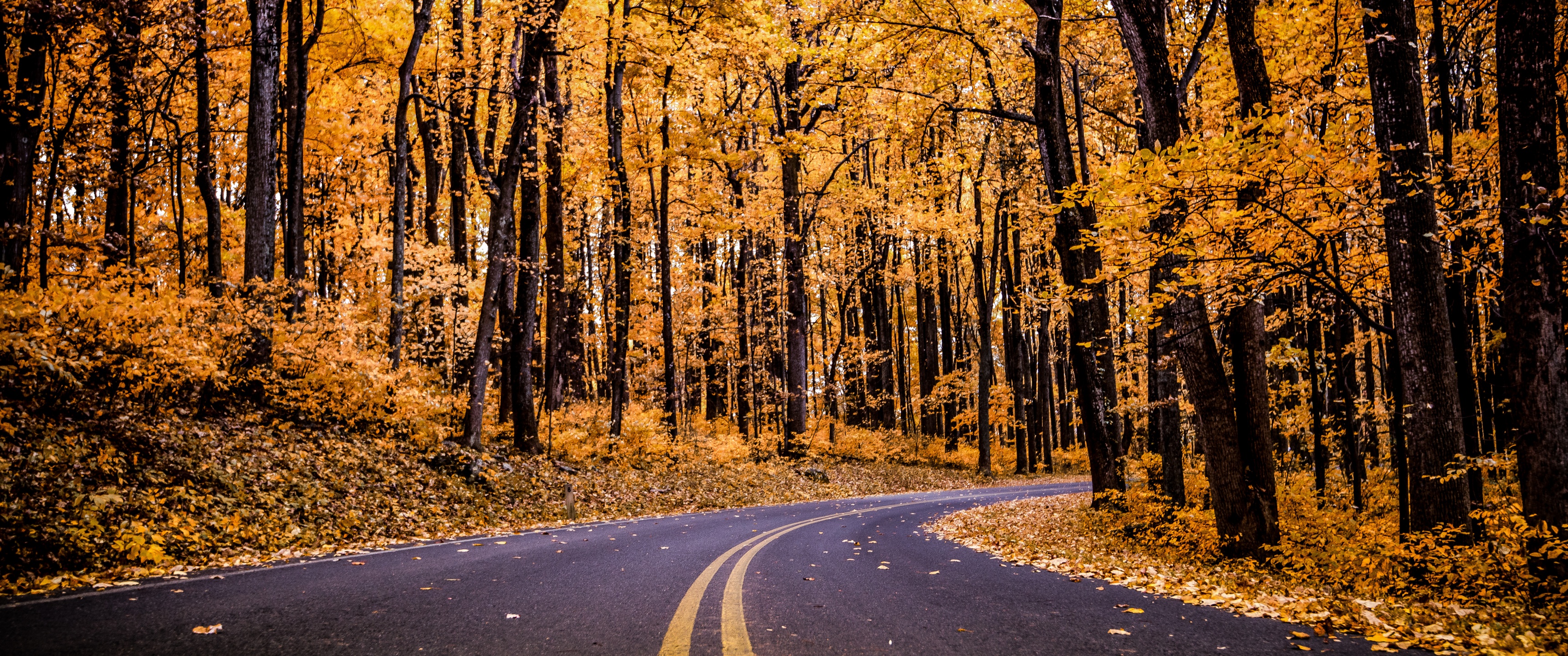 Shenandoah National Park Wallpaper 4K, Virginia, United States, Autumn trees, Autumn, Nature