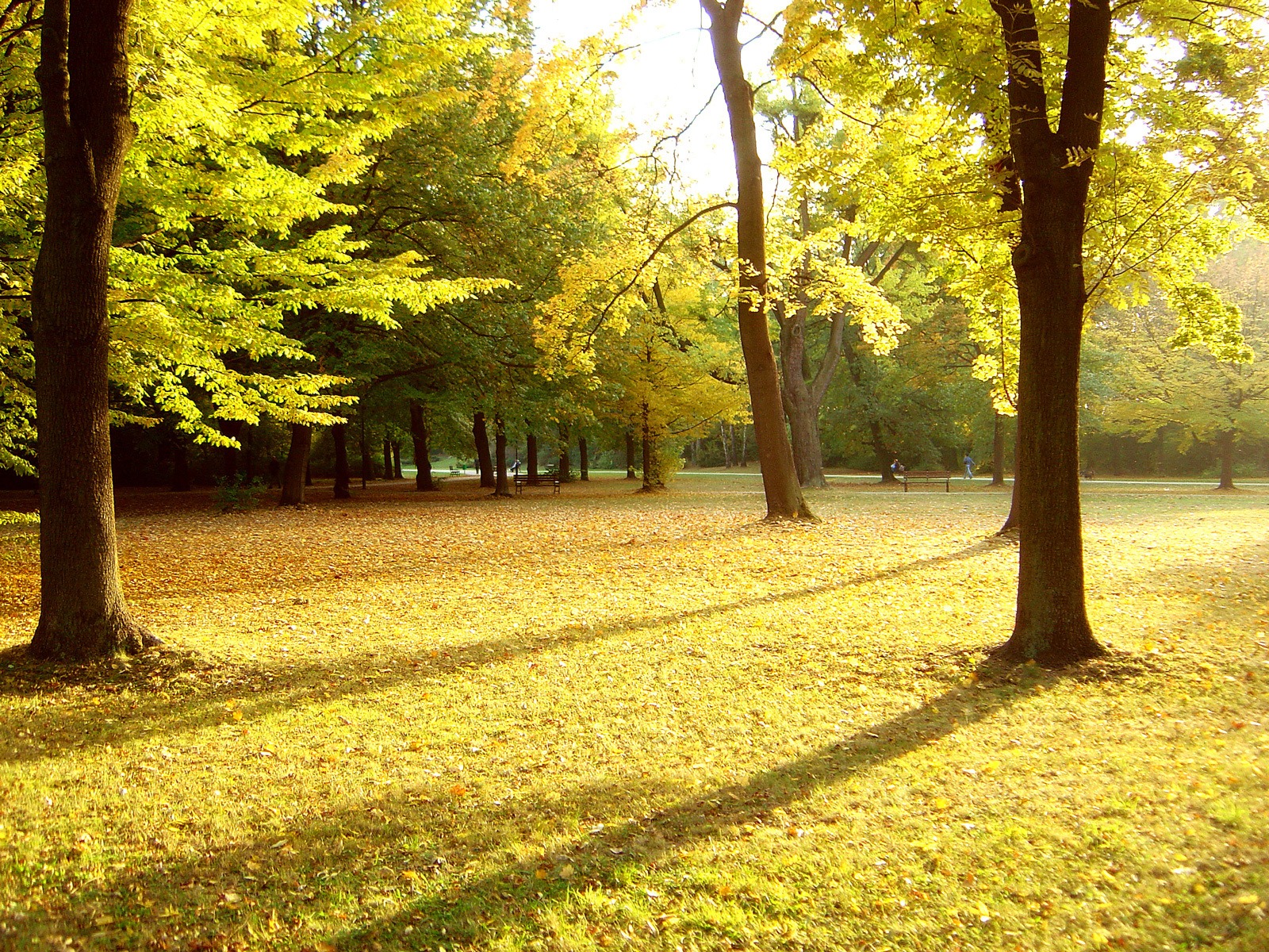 Autumn Park Wallpaper Autumn Nature Wallpaper in jpg format for free download
