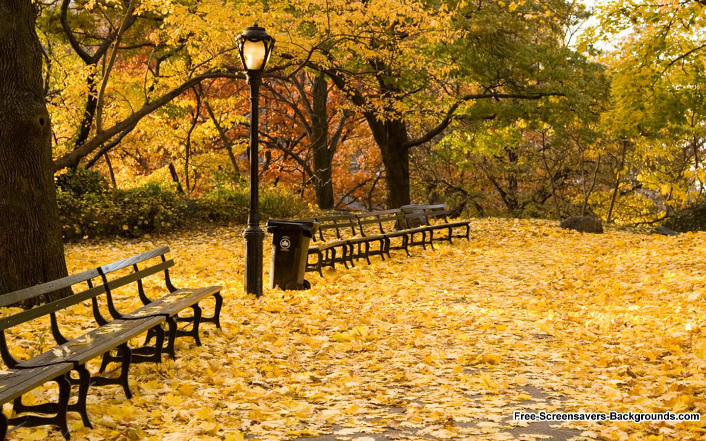 Autumn. Autumn in new york, Central park, Autumn nature