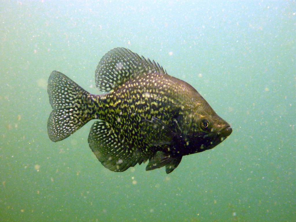 Free download Crappie Wallpaper For more fun facts on crappie [1024x768] for your Desktop, Mobile & Tablet. Explore Bluegill Wallpaper. Bluegill Wallpaper