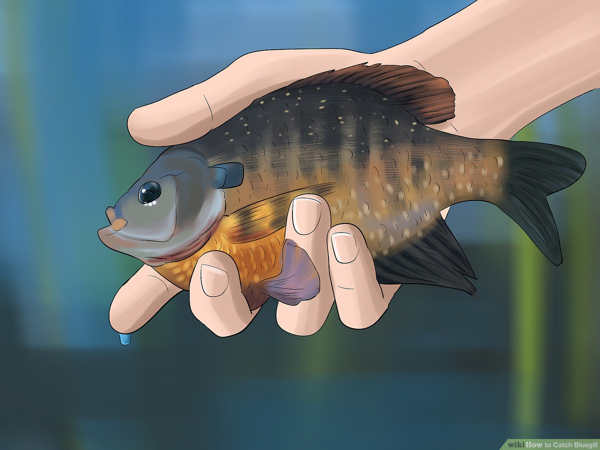 How to Catch Bluegill (with Picture)