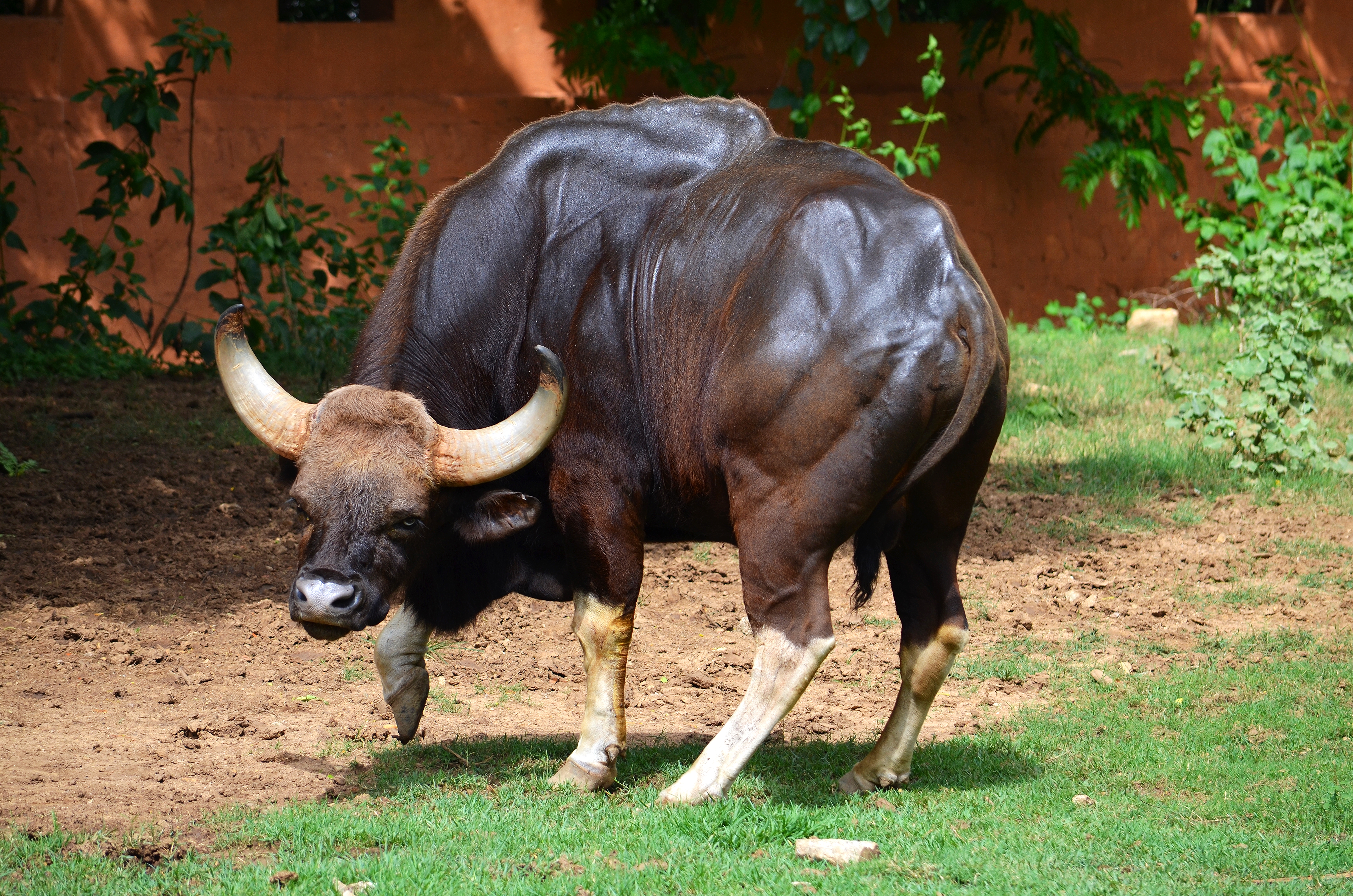 Wallpaper, wild, nature, animal, danger, cow, buffalo, Nikon, muscle, Indian, Bull, ox, olympia, mysore, nima, gaur, khosravi, d5100 4928x3264