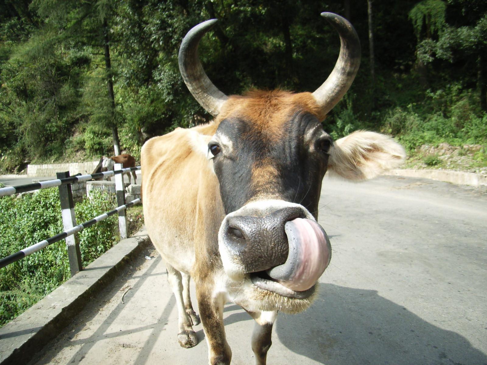 Indian Cow Funny
