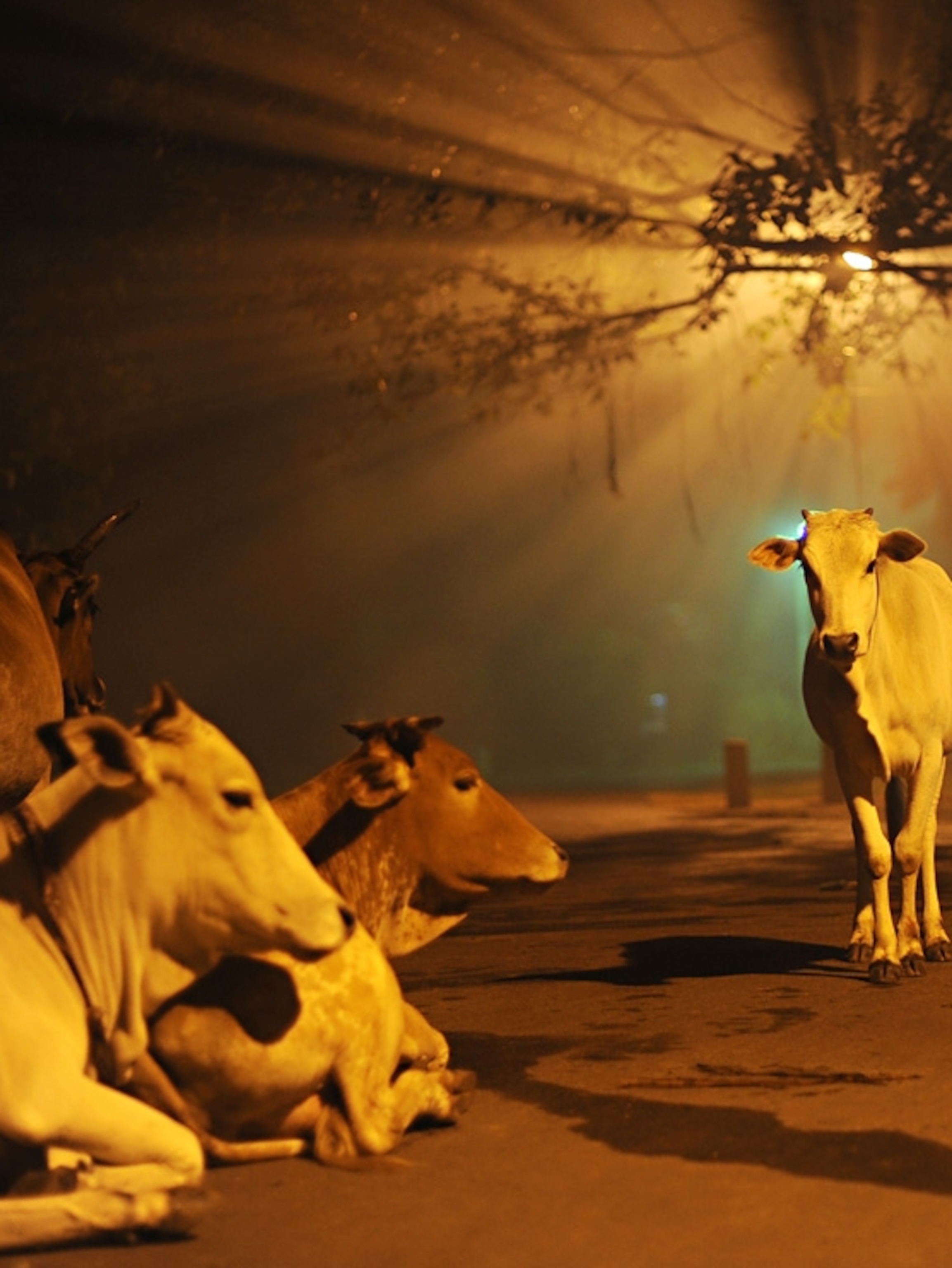 Cows, India