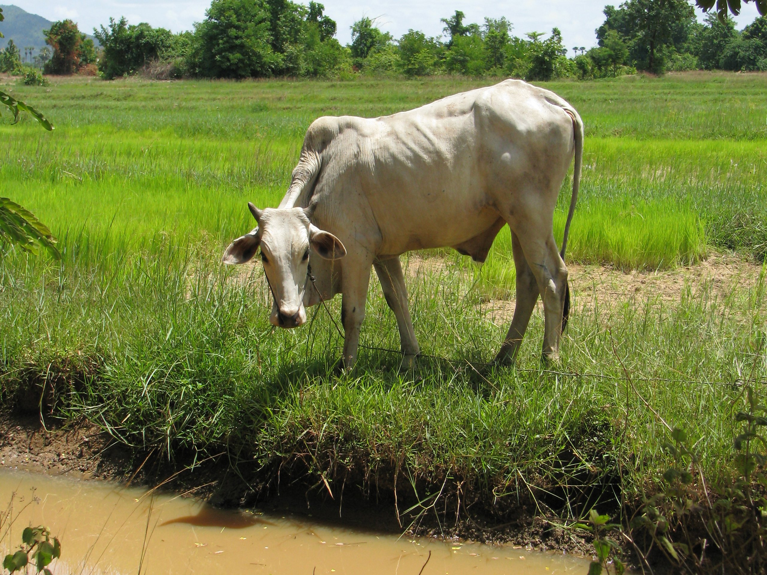 Free download Cow Wallpaper Desktop Wallpaper [2560x1920] for your Desktop, Mobile & Tablet. Explore Cattle Wallpaper. Cow Wallpaper, Cow Wallpaper for Desktop, Cow Print Wallpaper