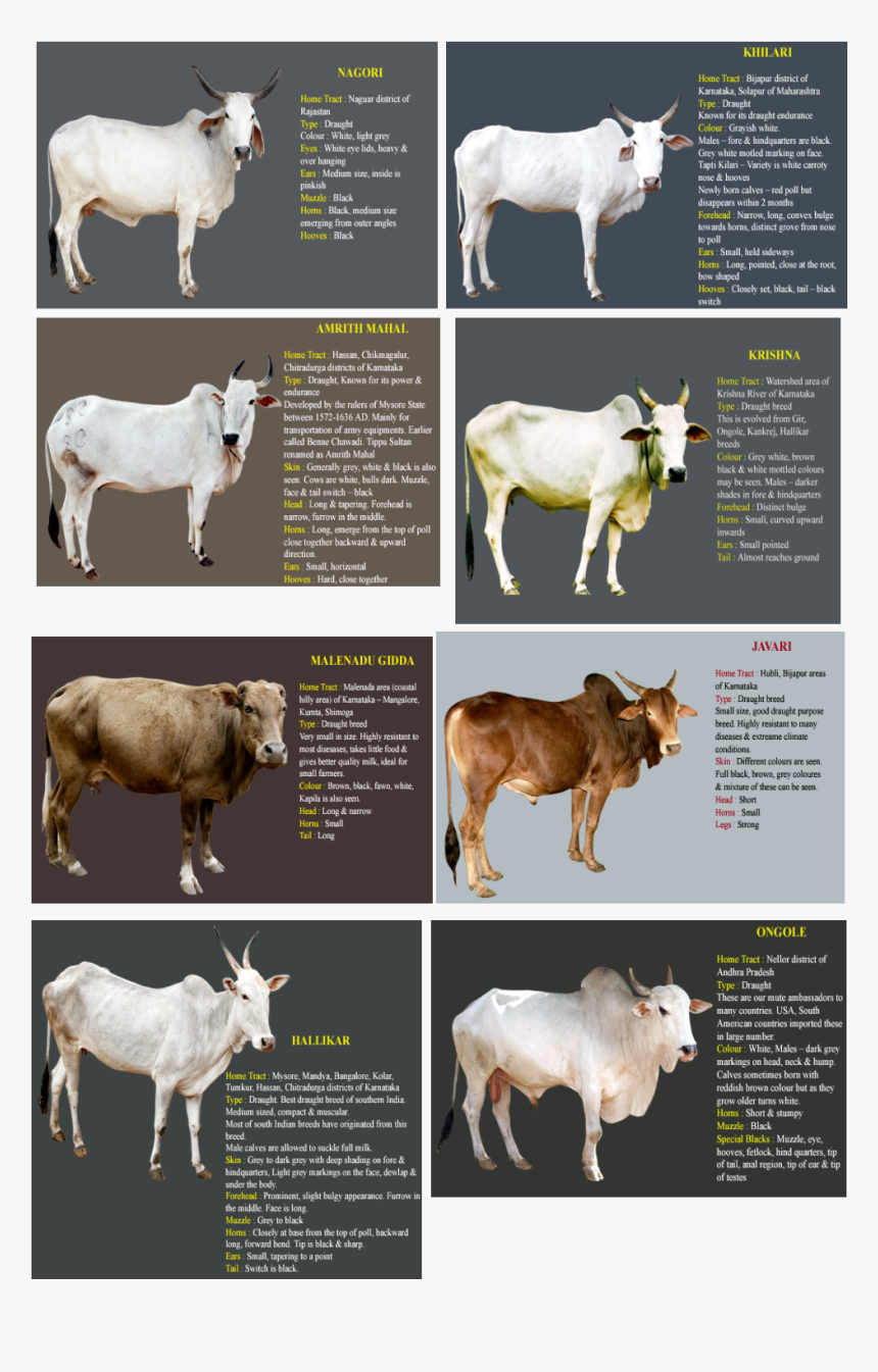 Indian Cow Breeds Name, HD Png Download