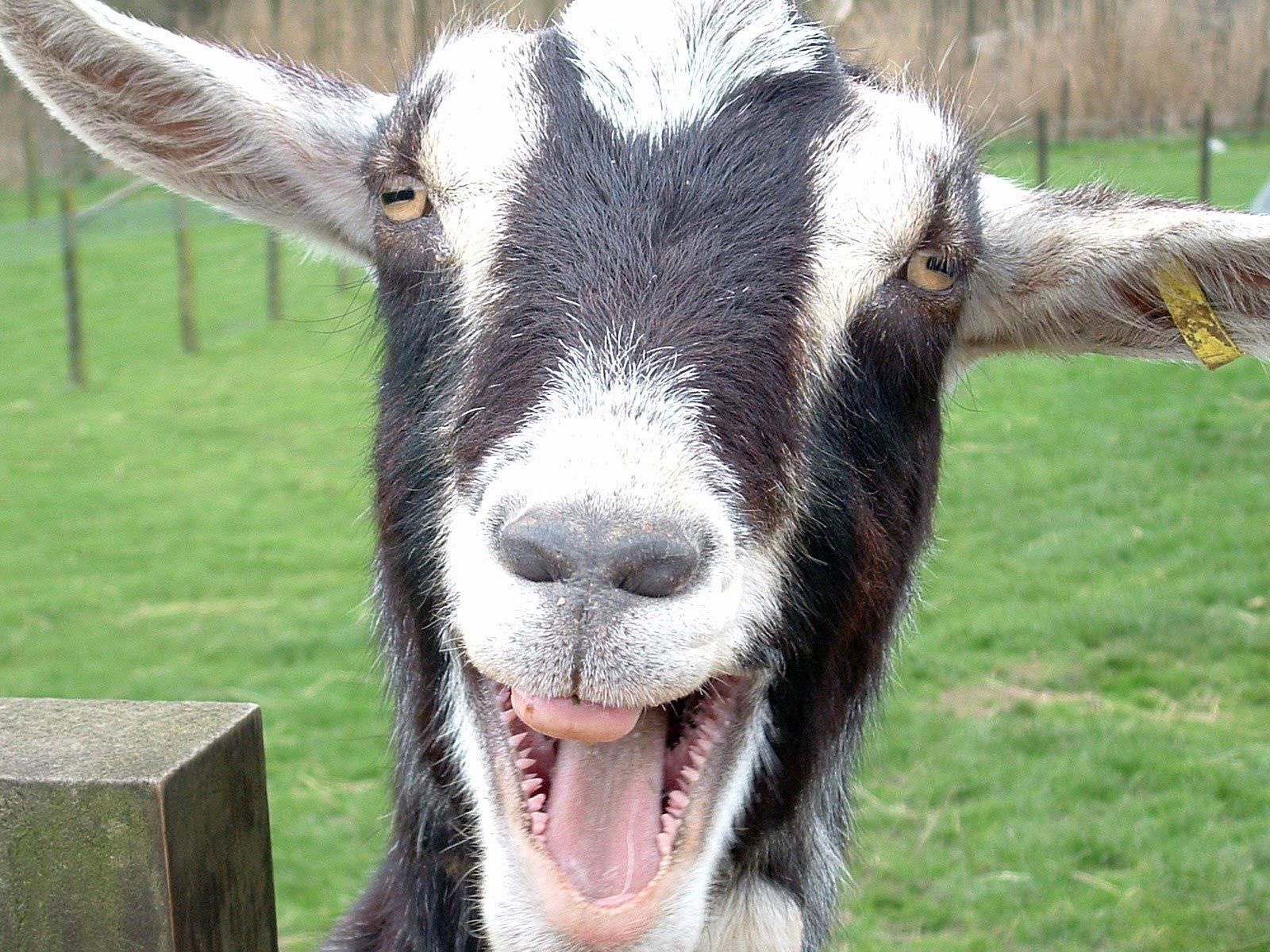 Funny Goat Wallpaper