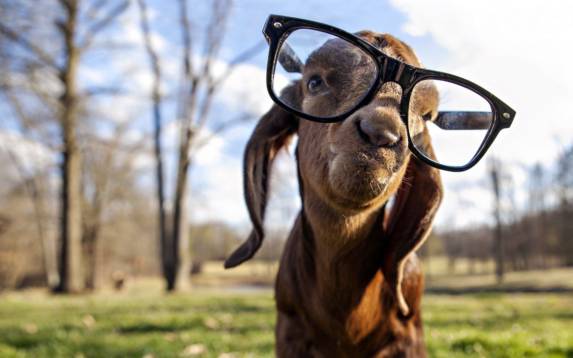 Silly Goat. Goats funny, G.o.a.t wallpaper, Animals