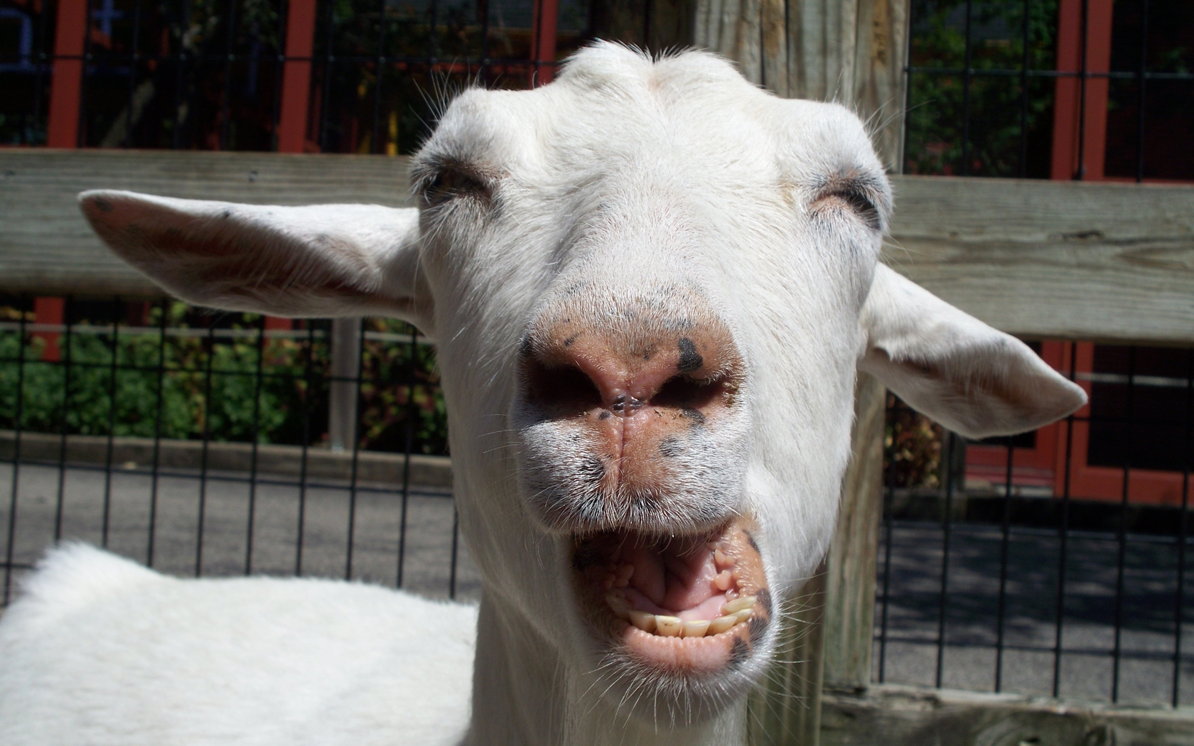 funny goats 1680x1050 wallpaper
