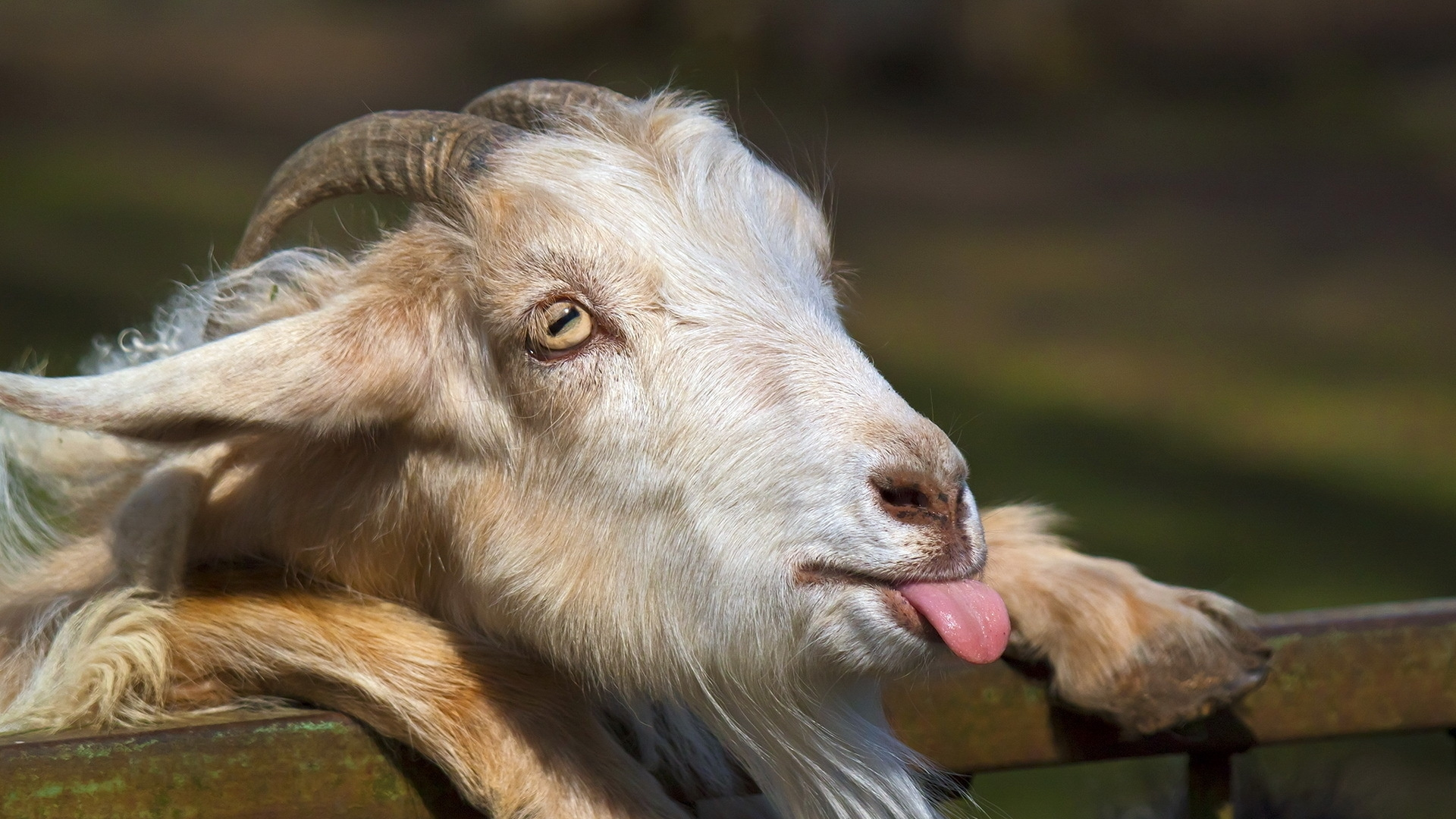 Funny Goat Tongue Wallpaper 62337 1920x1080px
