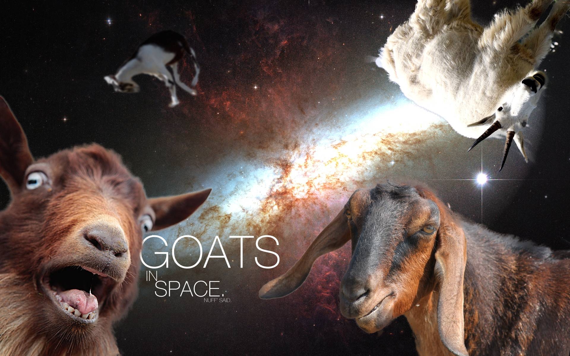 Wallpaper, 1920x1200 px, Flight, funny, goats, humor, nebula, sci fi, space, stars, WTF 1920x1200