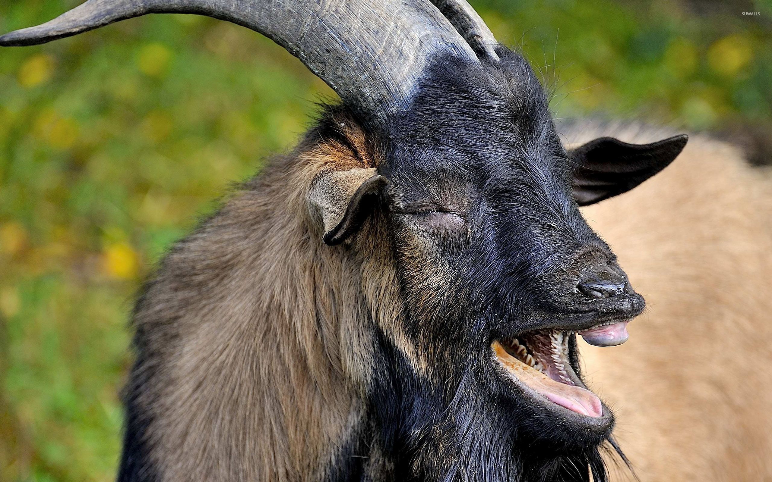 Funny Goat Wallpaper Zellox. Funny goat picture, Goat picture, Goats funny