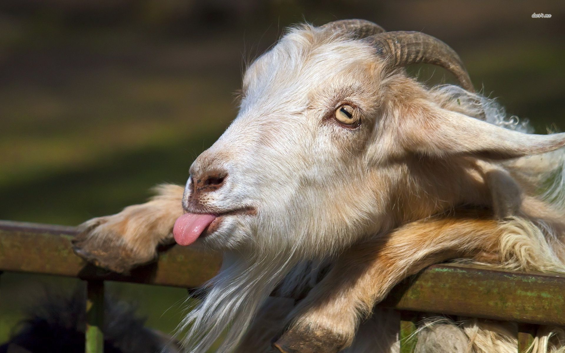 Goat Wallpaper