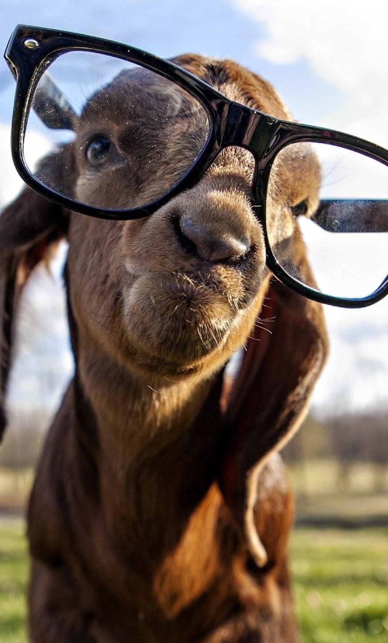 Goat got Swag iPhone HD 4k Wallpaper, Image, Background, Photo and Picture