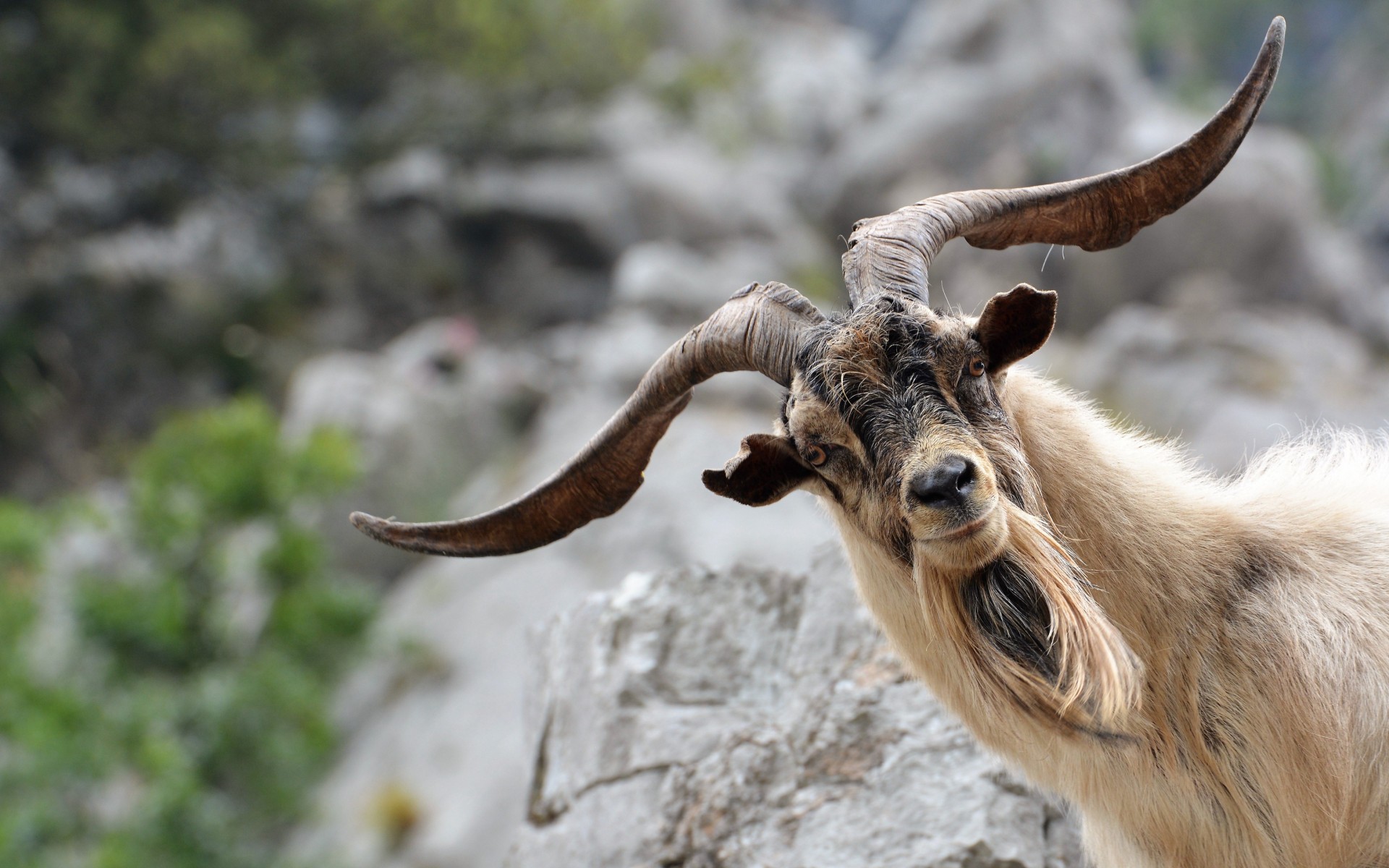 Funny Goat Wallpaper 43316 Baltana Horns HD Wallpaper