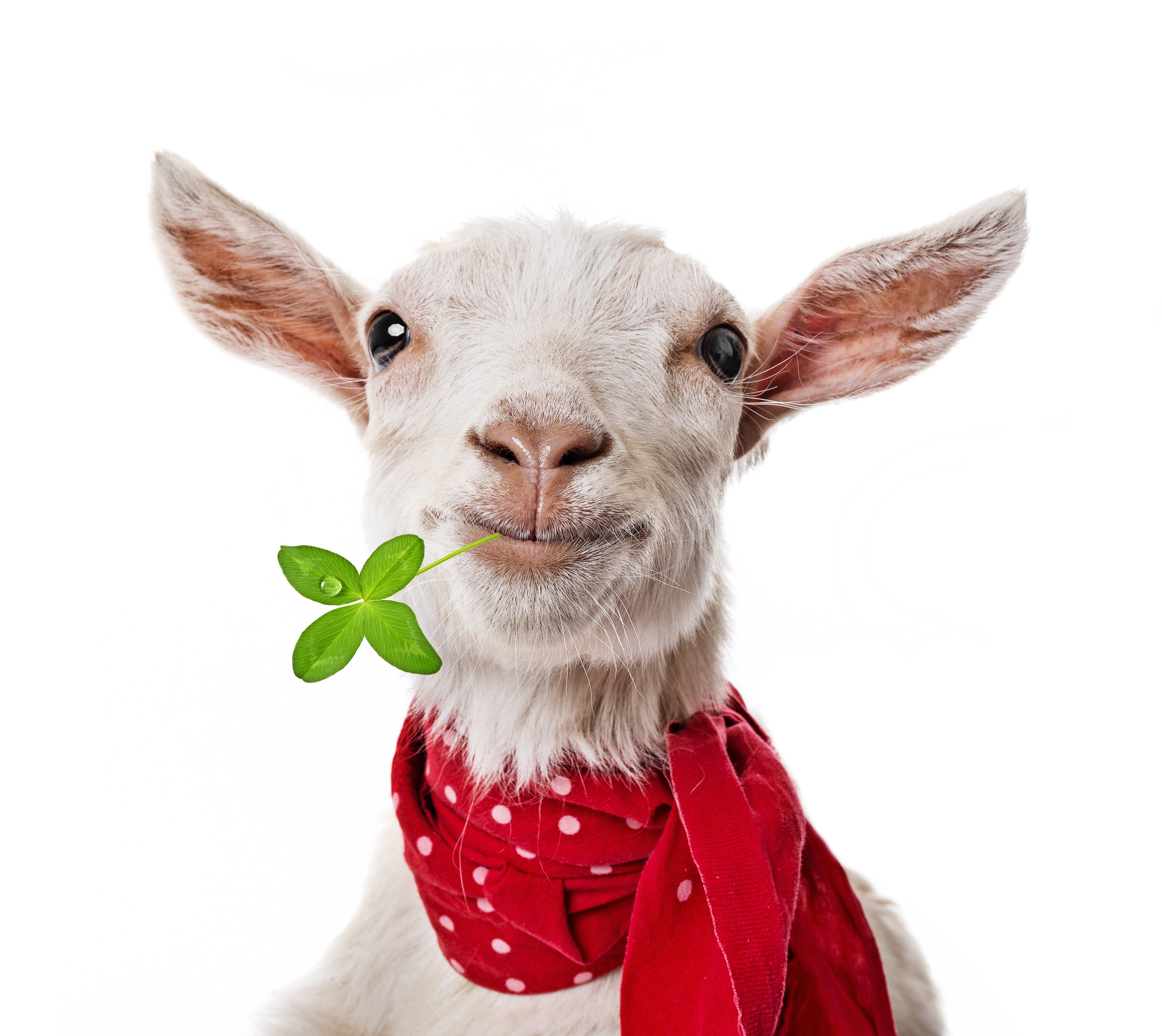 artiodactyl, Other, Pets, Animals, Goat, Irish, Humor, Funny, Sheep Wallpaper HD / Desktop and Mobile Background