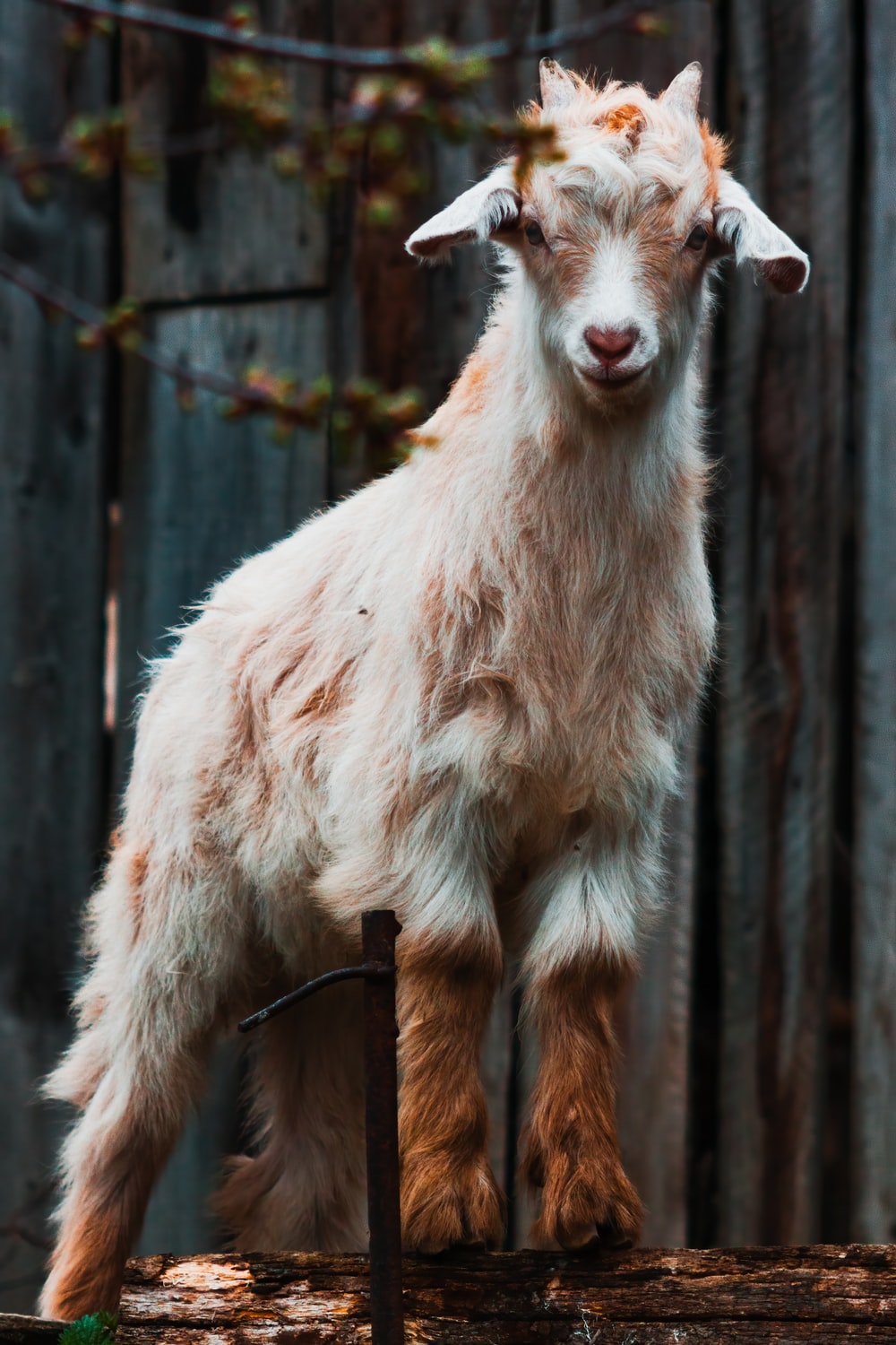 Goat Wallpaper Picture. Download Free Image