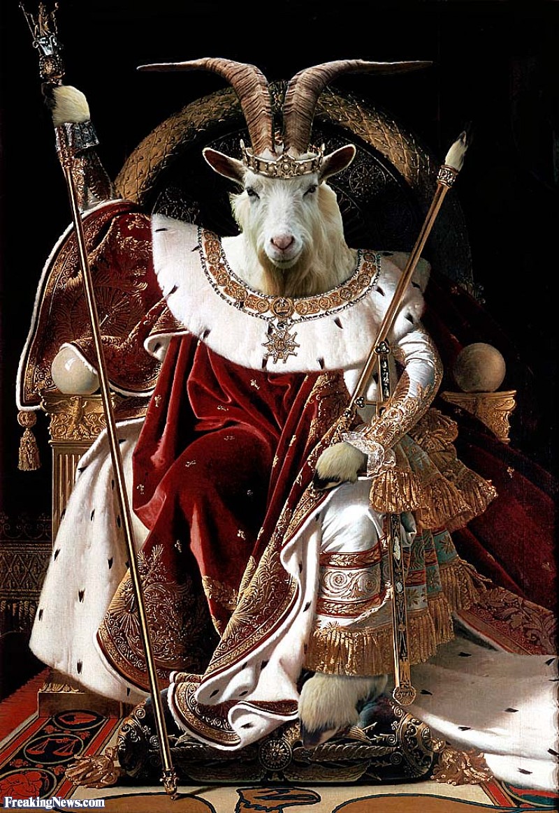Wallpaper Gallery: Funny Goat picture, Funny Goat wallpaper, Funny Goat photo