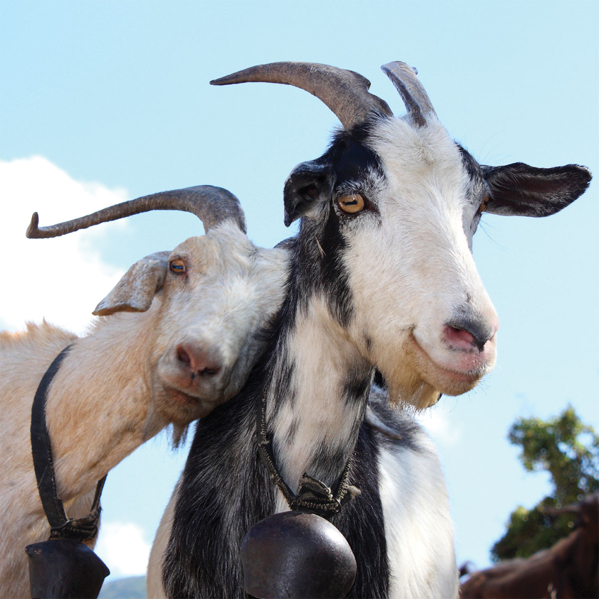Goat wallpaper, Animal, HQ Goat pictureK Wallpaper 2019