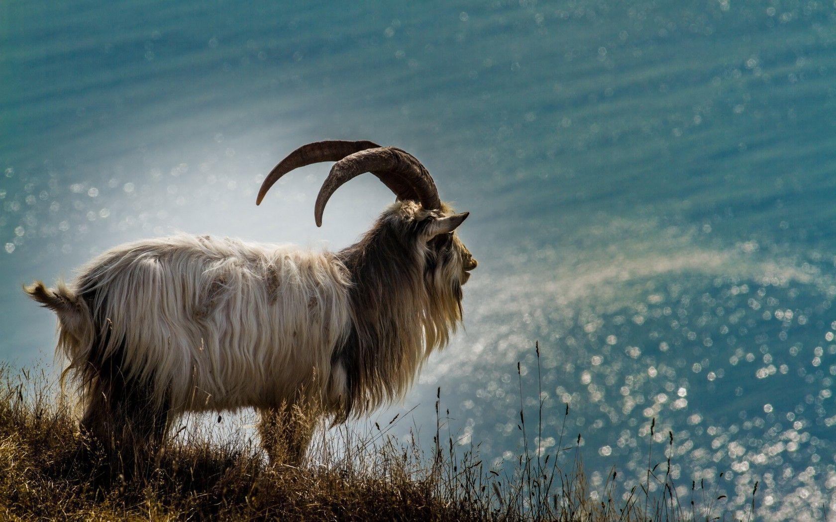 Goat Wallpaper