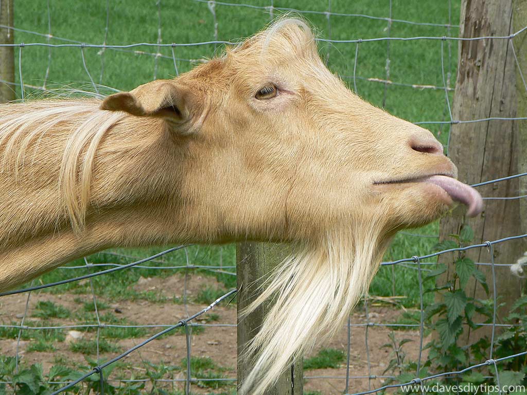 Funny Goat Wallpaper Quotes. QuotesGram